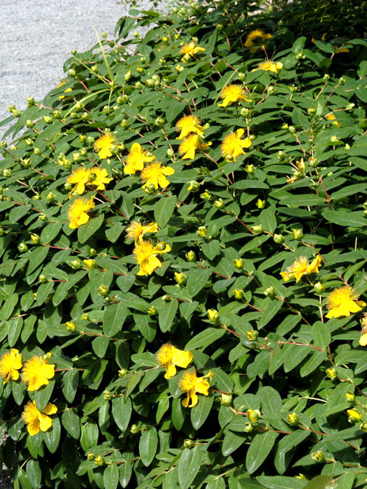 hypericum-calycinum-strauch Das Johanniskraut als Bodendecker