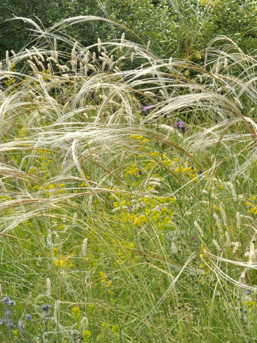 stipa-capillata Stipa capillata, Büschel-Haargras, Büschel-Federgras