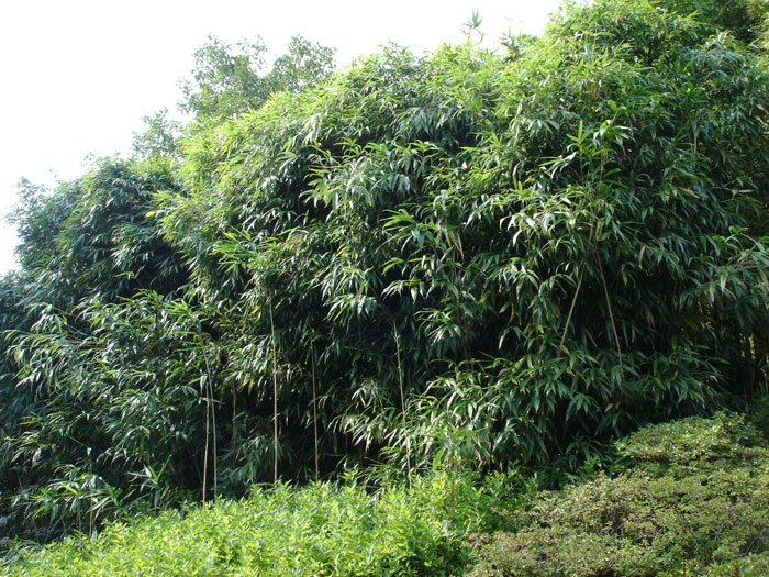 Bambus Pseudosasa japonica