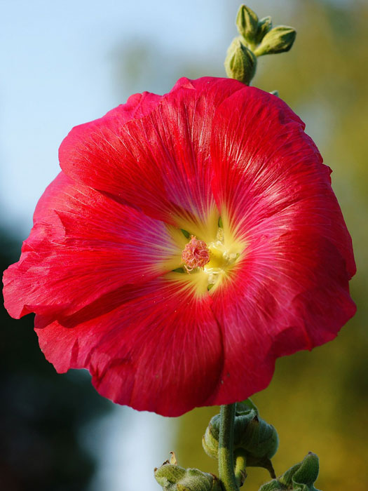 mars-magic-stockrose