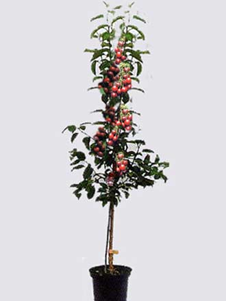 Duo-Kirschbaum mit den Sorten Regina und Napoleon