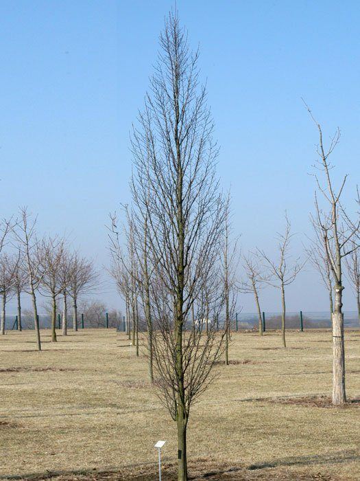 saeulenhainbuche Carpinus betulus 'Fastigiata', Säulenhainbuche