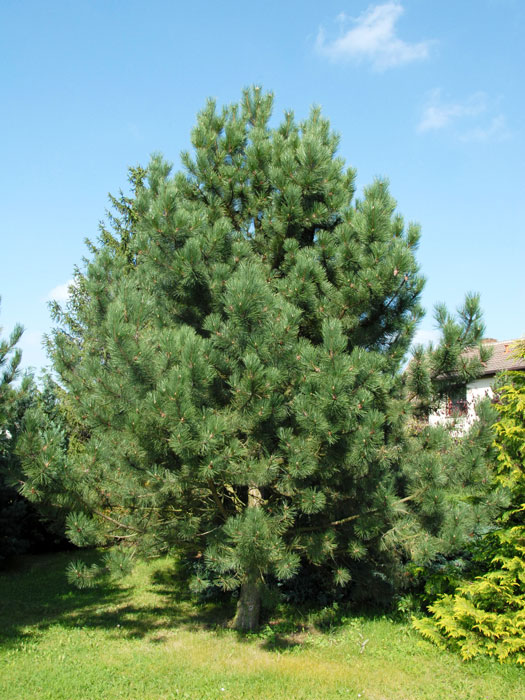 pinus-nigra-austriaca Schwarzkiefer im Hausgarten