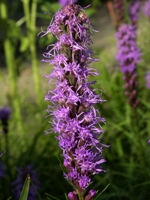 liatris-spicata-bluete Liatris spicata, Prachtscharte