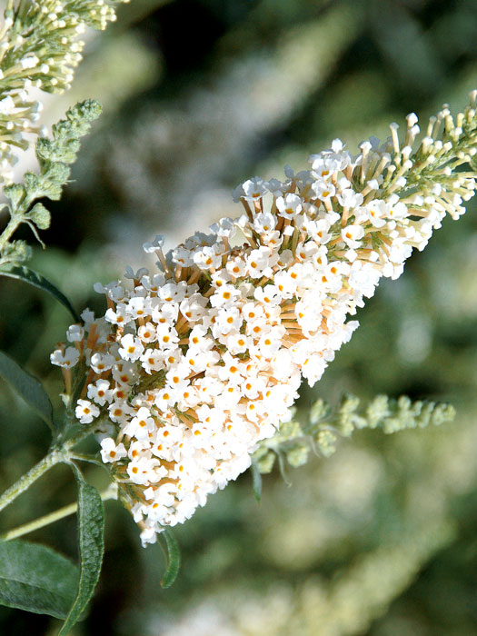 buddleja-ivory Blütenstand des Zwerg-Sommerflieders