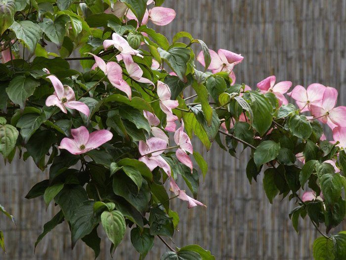hartriegel-satomi-blatt Zweig eines blühenden Blumenhartriegels 'Satomi'