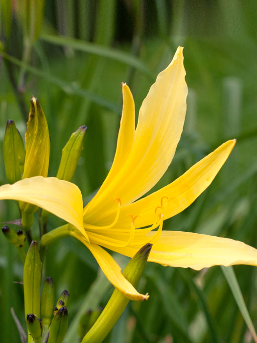 hemerocallis-citrina