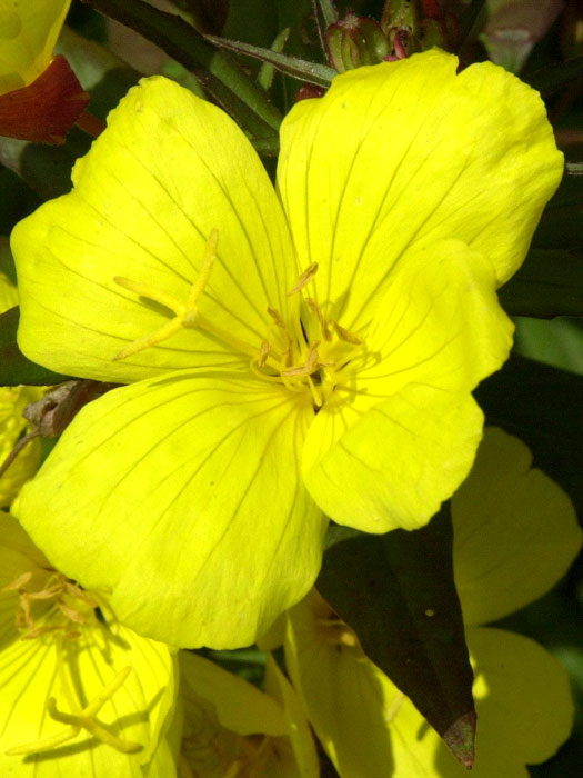 oenothera-hohes-licht Oenothera tetragona 'Hohes Licht', Nachtkerze