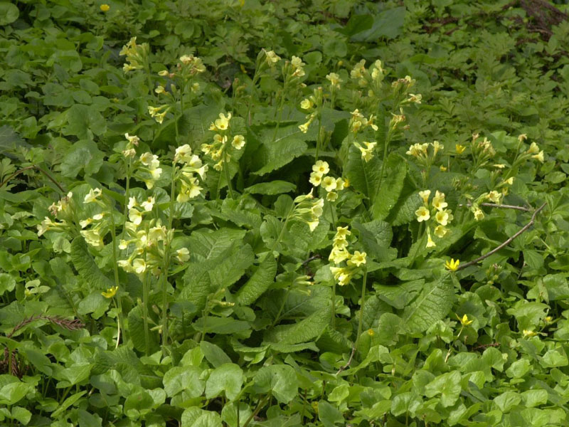 Wald-Schlüsselblume Wald-Schlüsselblume umgeben von einem Teppich mit Scharbockskraut