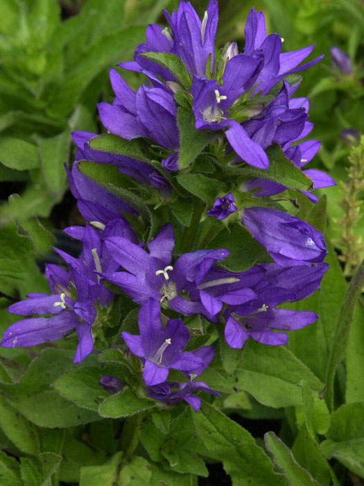 campanula-acaulis Campanula glomerata 'Acaulis', Zwerg-Knäuelglockenblume, Gartenglockenblume