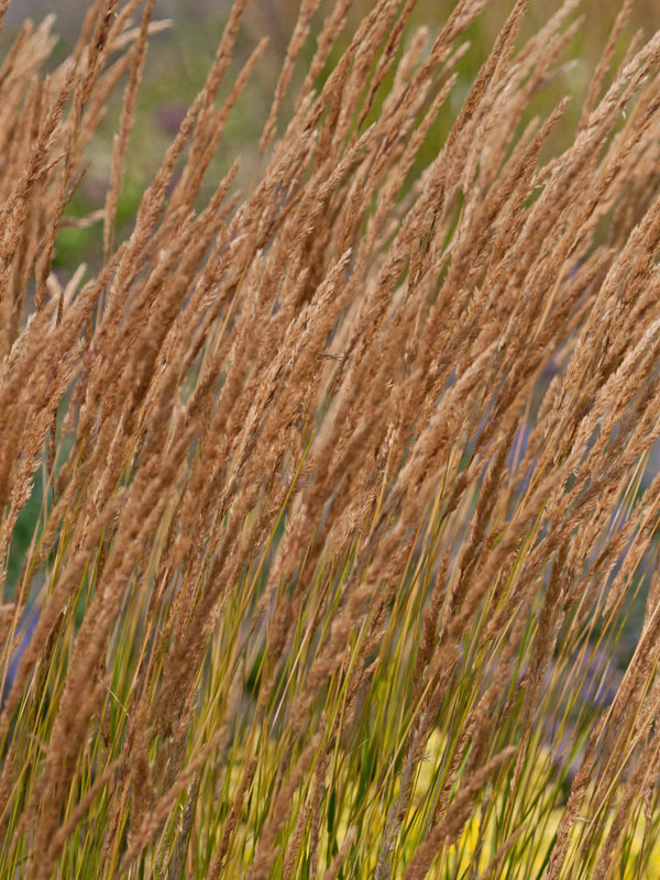 garten-reitgras Calamagrostis x acutiflora 'Karl Förster' (M), Garten-Reitgras, Sandrohr