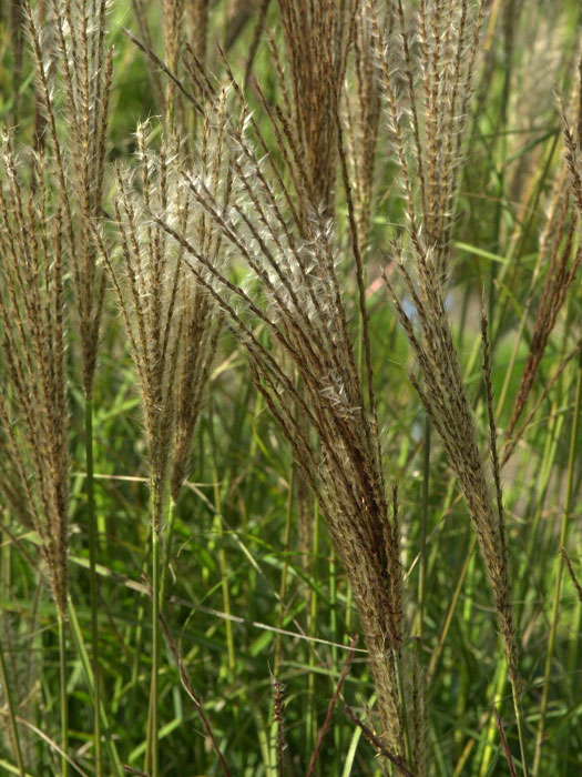miscanthus-silberspinne
