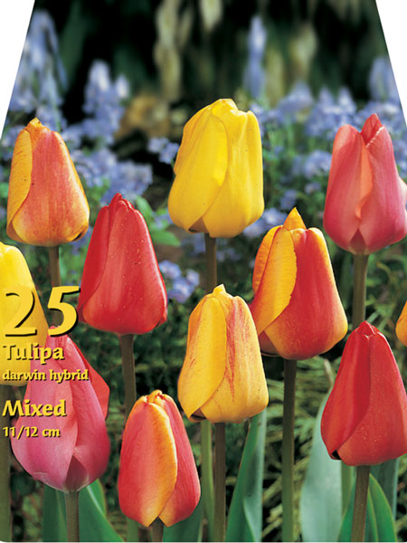 darwin_hybrid_tulpen_mischu_82283_0 Triumph-Tulpen-Prachtmischung (Großpackung) (Art.Nr. 597584)
