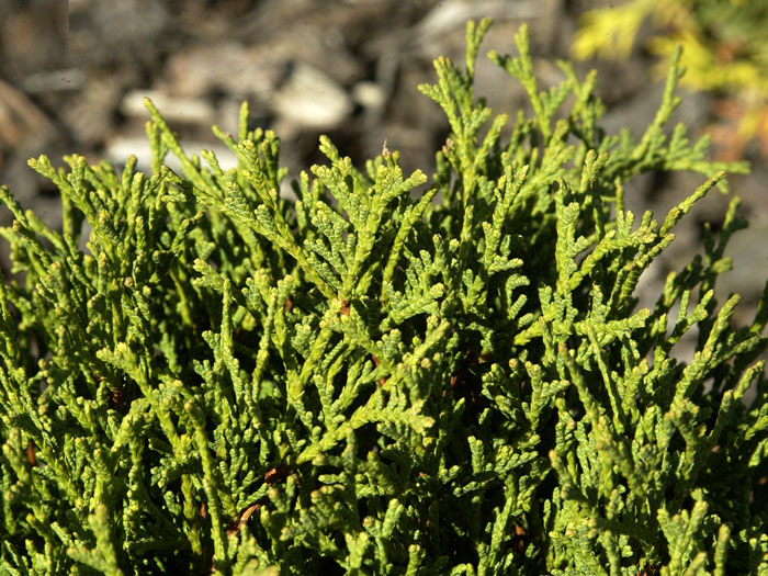 zwerg-kugellebensbaum-danica Thuja Danica Nadeln