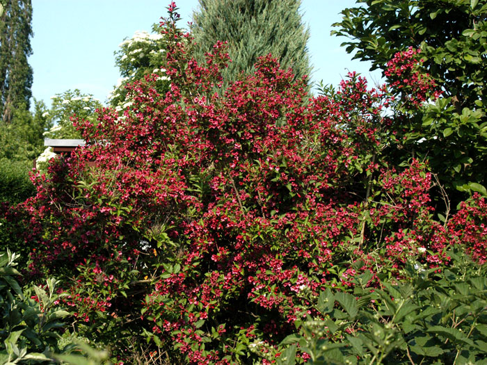 bristol-ruby-strauch55599e9d023bc Weigelie Bristol Ruby Strauch