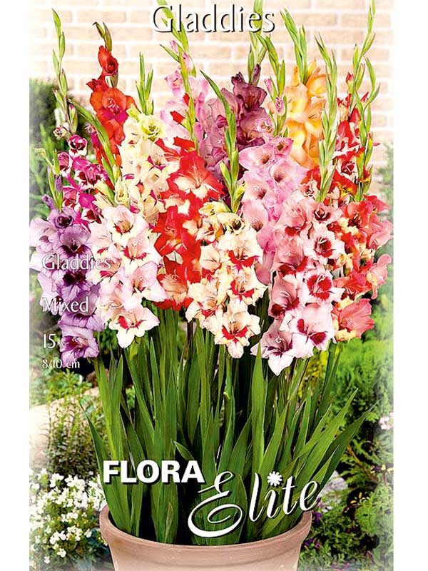 Kurzstielige Gladiolenmischung - Gladdies