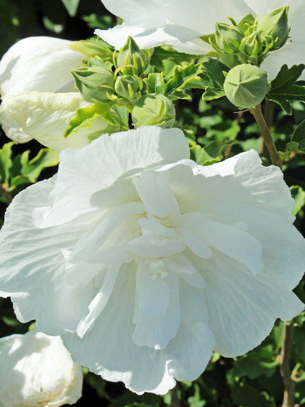 Weisse gefuellte Bluete eines Hibiscus White Chiffon