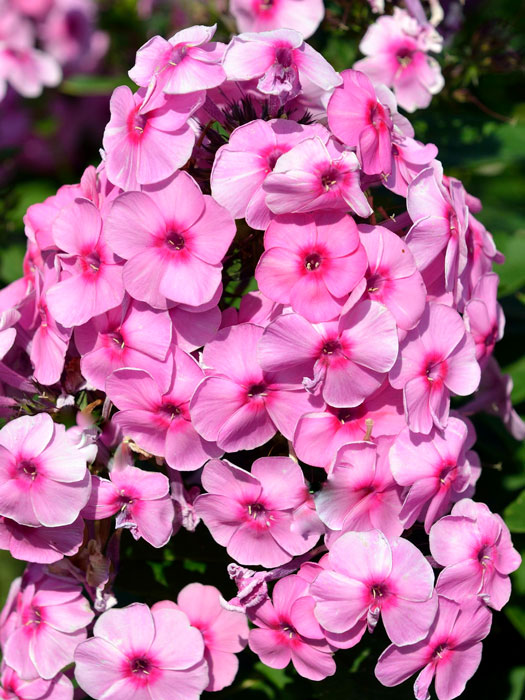 phlox-fondant-fancy Phlox paniculata 'Fondant Fancy', Flammenblume, Sommerphlox