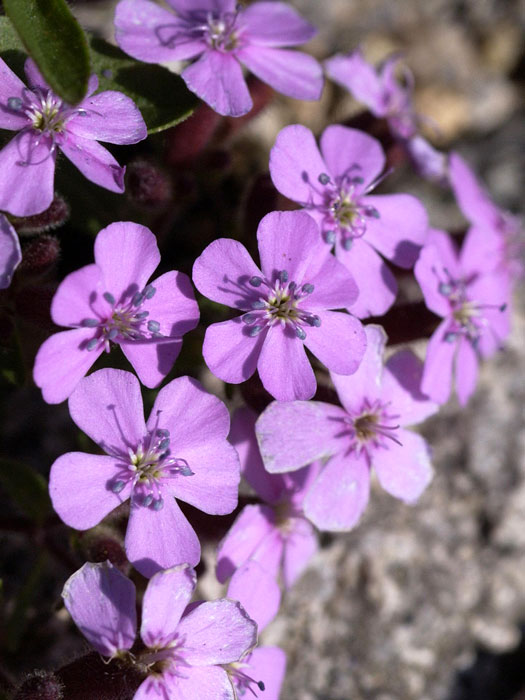 saponaria-ocymoides Saponaria ocymoides, Teppich-Seifenkraut, Polster-Seifenkraut