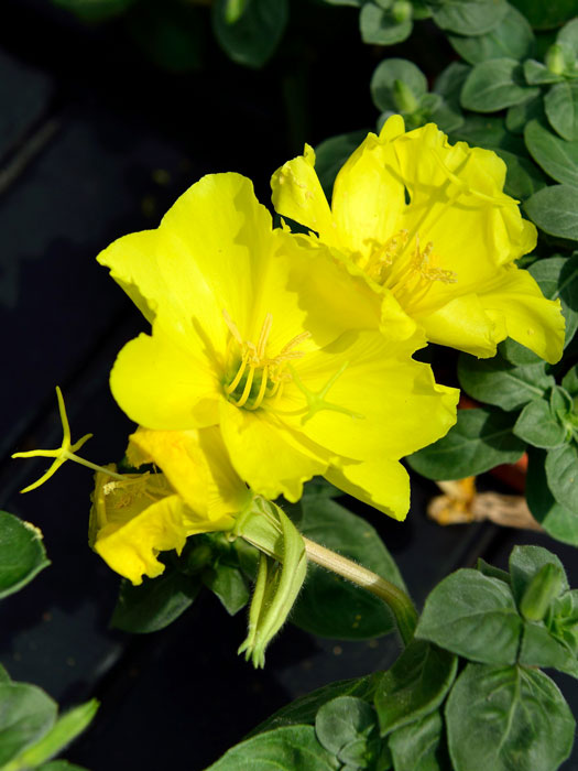 oenothera-missouriensis Oenothera macrocarpa (missouriensis), Missouri-Nachtkerze