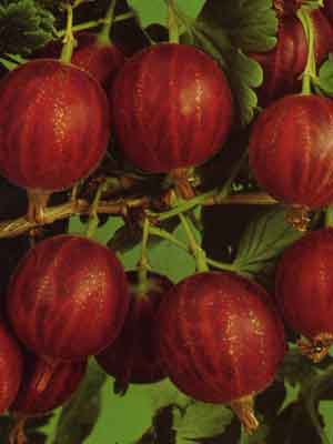 h-rot Stachelbeere 'Hinnonmäki', rot