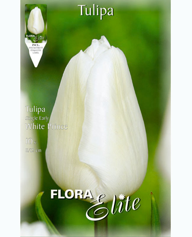 tulpe-white-prince Einfache frühe Tulpe 'White Prince' (Art.Nr. 5951280)