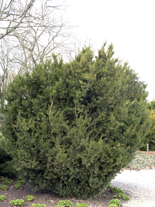 taxus-hicksii Bechereibe Hicksii Solitär