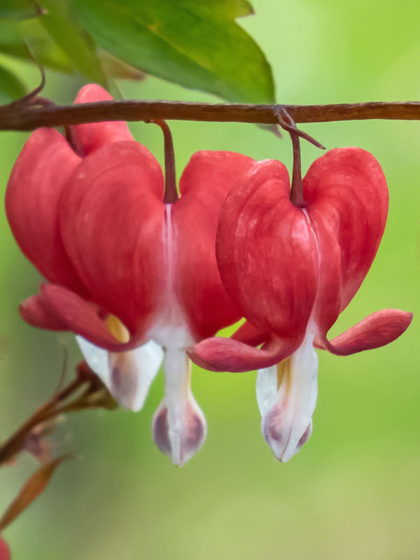 Nahaufnahme der roten Bluete des Dicentra spectabilis Valentine