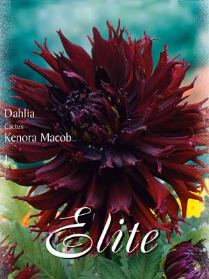 dahlie_kenora_macob_76247_0