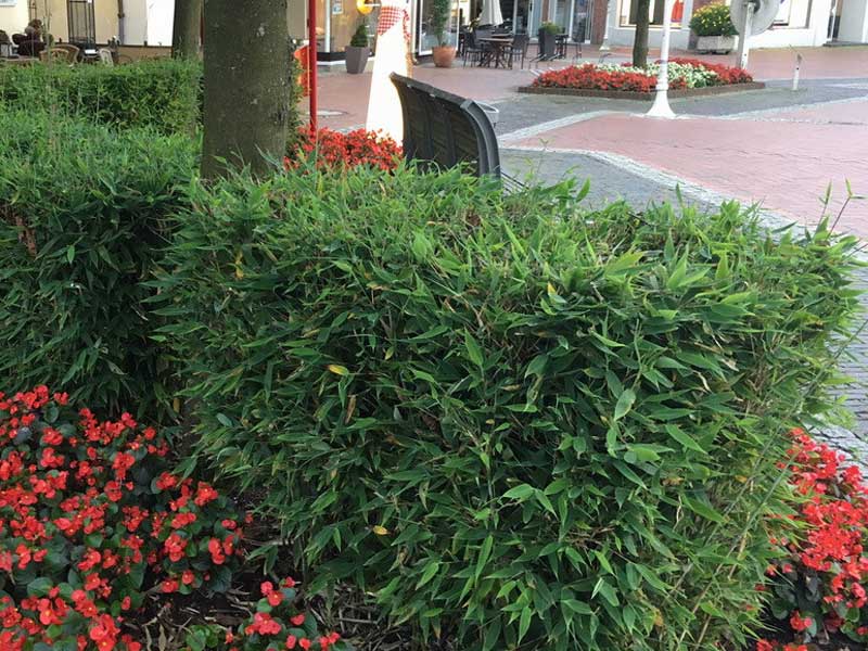 Hecke aus Bambus Blue Lizard in der Innenstadt