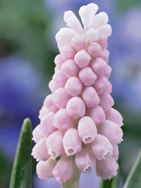 traubenhyazinthe_pink_sunri_82265_0 Traubenhyazinthe 'Pink Sunrise', Muscari (Art.Nr. 597192)