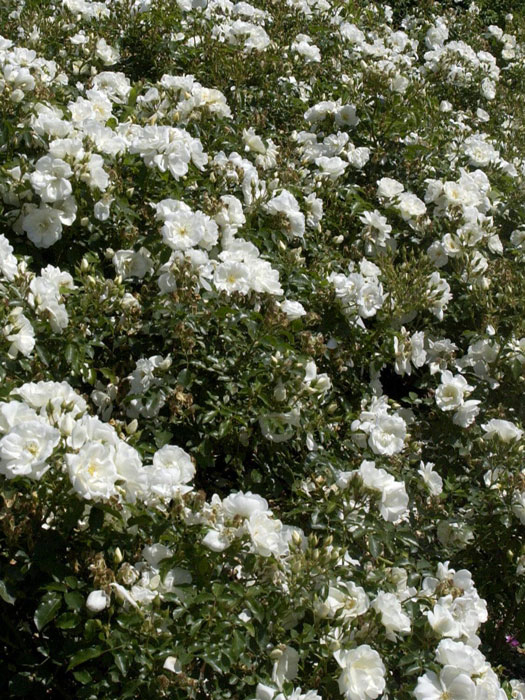 rose-scheeflocke-gruppe Bodendeckerrose Schneeflocke