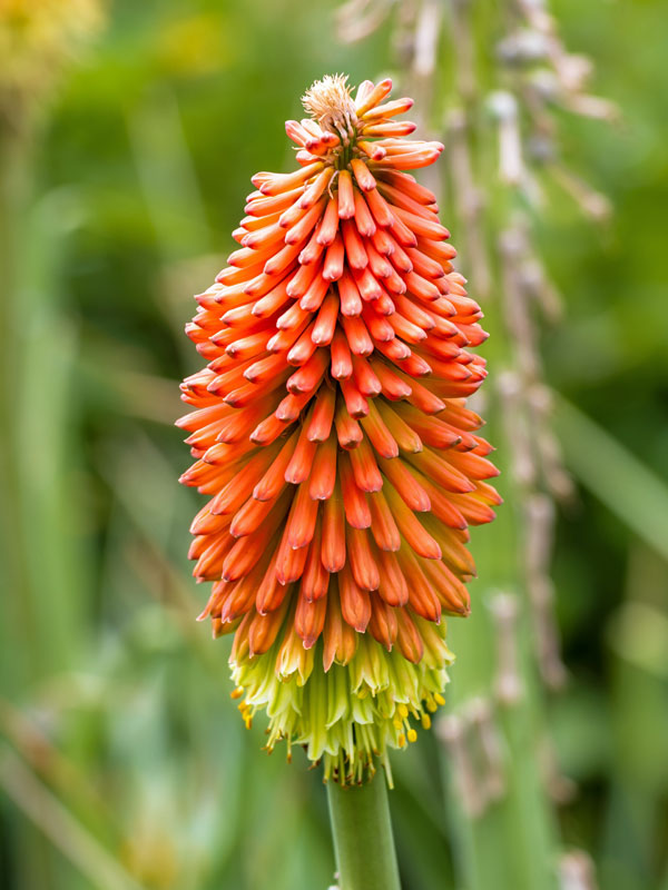 Gelb-orange Bluete der Kniphofia praecox