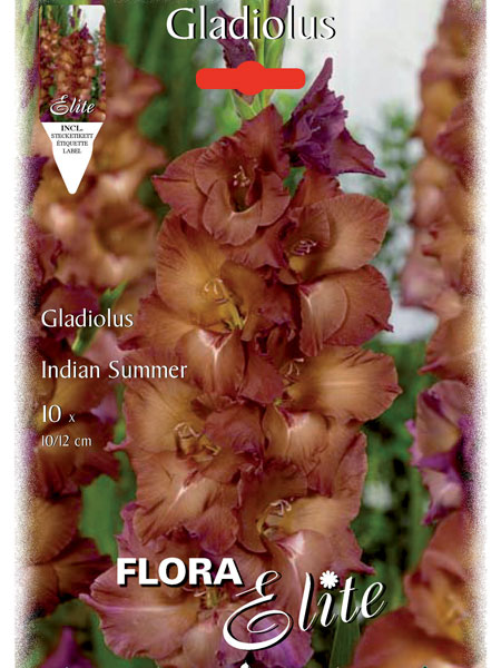 gladiole_indian_summer_81009_0 Großblumige Gladiole 'Indian Summer', Gladiolus (Art.Nr. 521265)