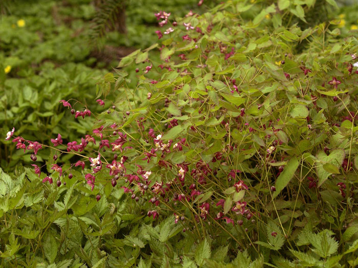 rote-elfenblume Der Wuchs der roten Elfenblume