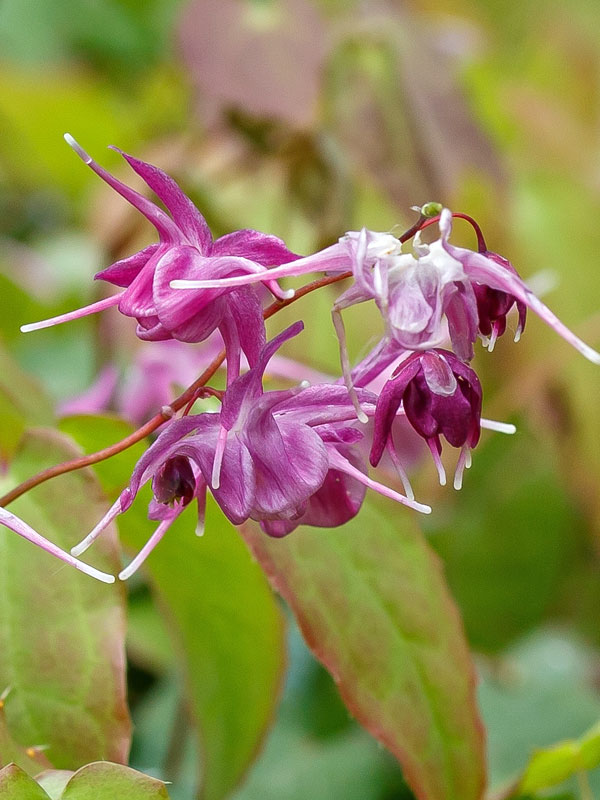 Nahaufnahme der Bluete des Epimedium Rose Queen