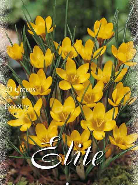 crocus_dorothy Frühjahrsblühender Krokus 'Dorothy' (Art.Nr. 596206)
