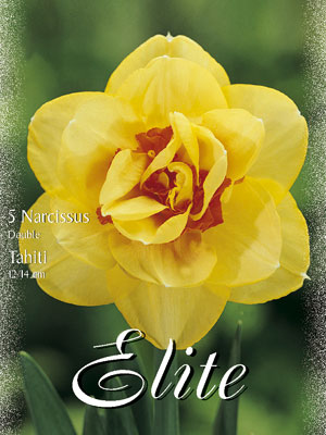 narcissus_tahiti_double Gefüllte Narzisse 'Tahiti' (Art.Nr. 595882)
