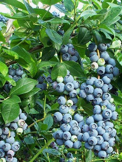 reka_blue_heidelbeere_45297_0 Trauben-Heidelbeere 'Reka® blue'