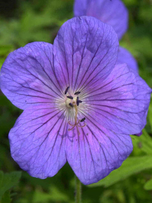 geranium-gravetye-bluete Geranium himalayense 'Gravetye', Himalaja-Storchschnabel, Wiesenstorchschnabel
