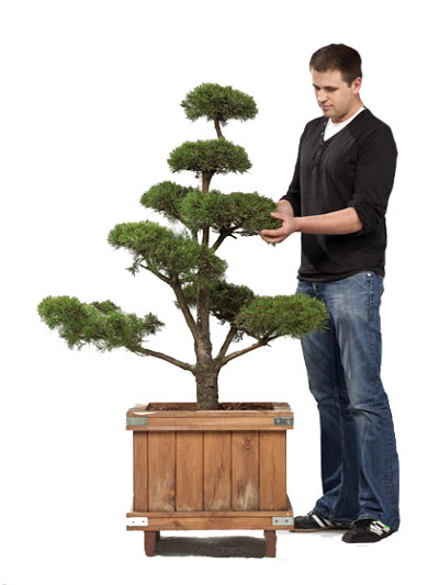 pinus_sylvestris2_78657_0