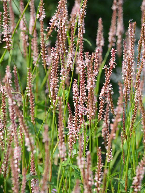 Wiesenknoeterich Roseum