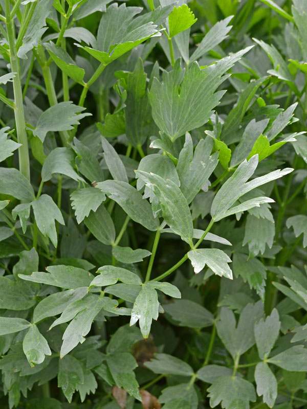 Blätter Levisticum officinale Blaetter des Levisticum officinale