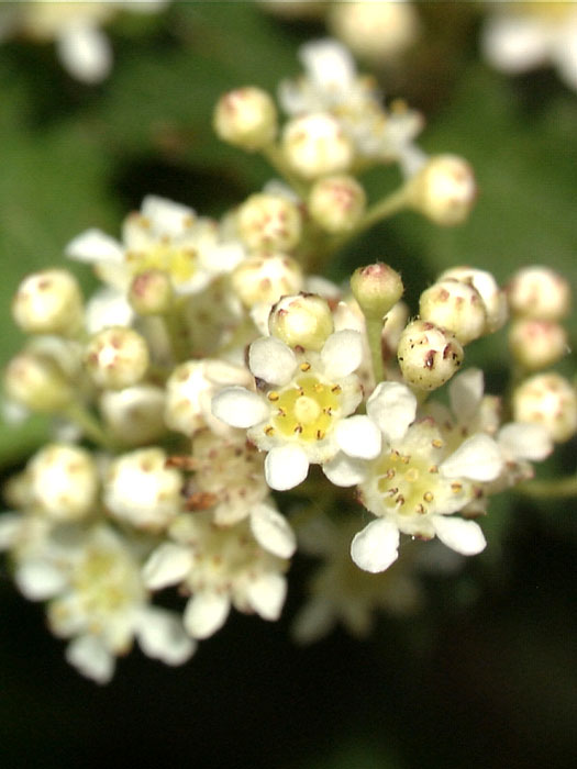 niedrige-kranzspiere-crispa Niedere Kranzspiere Blütenstand