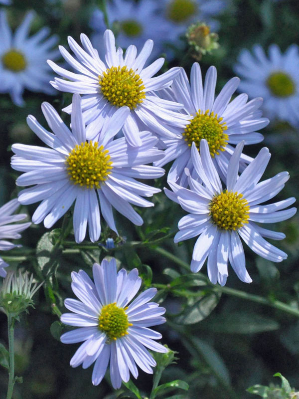 Nahaufnahme der Blueten der Schoenaster Blue Star