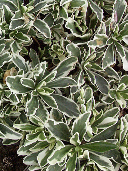 arabis-variegata Zweifarbiges Blattwerk der Mazedonien-Gänsekresse