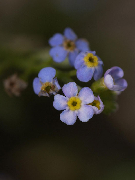 sumpfvergissmeinnicht-bluet