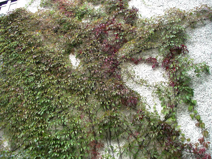 mauerwein-engelmannii-blatt Selbstklimmender Mauerwein Engelmannii