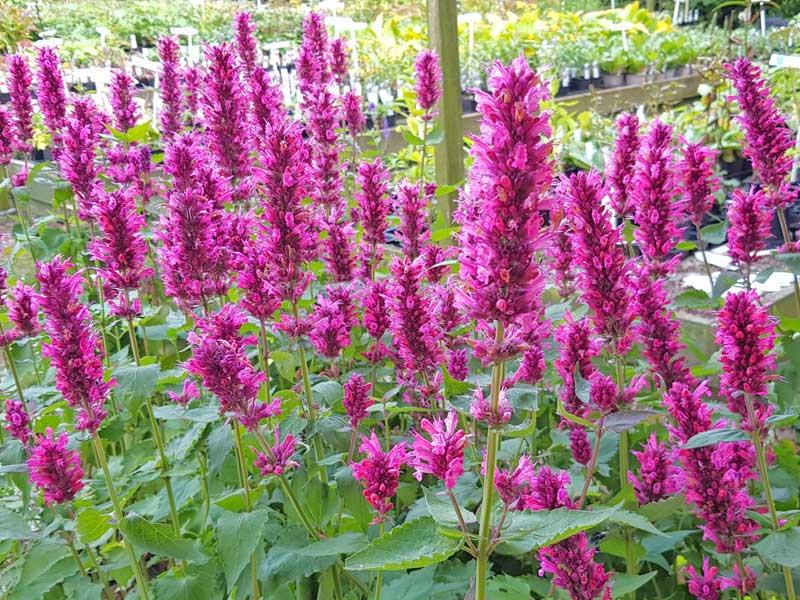 Agastache 'Danish Delight' Blüten der Agastache 'Danish Delight'