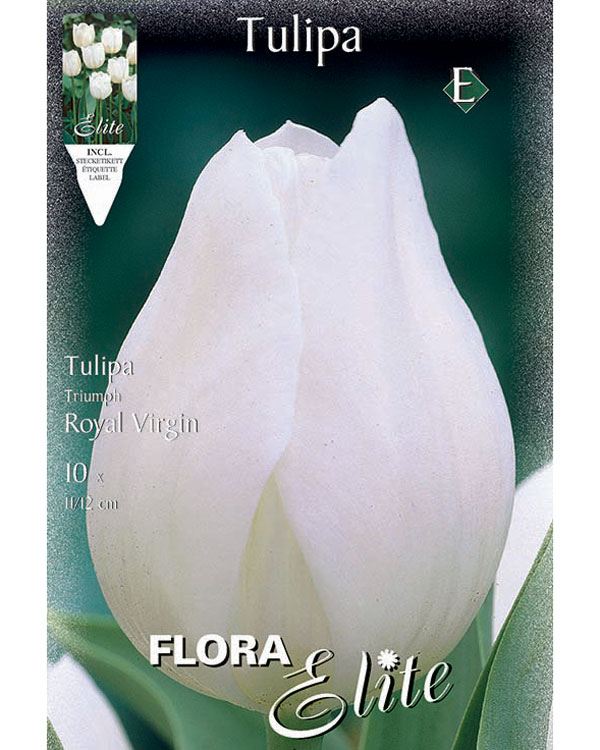 tulpe-royal-virgin
